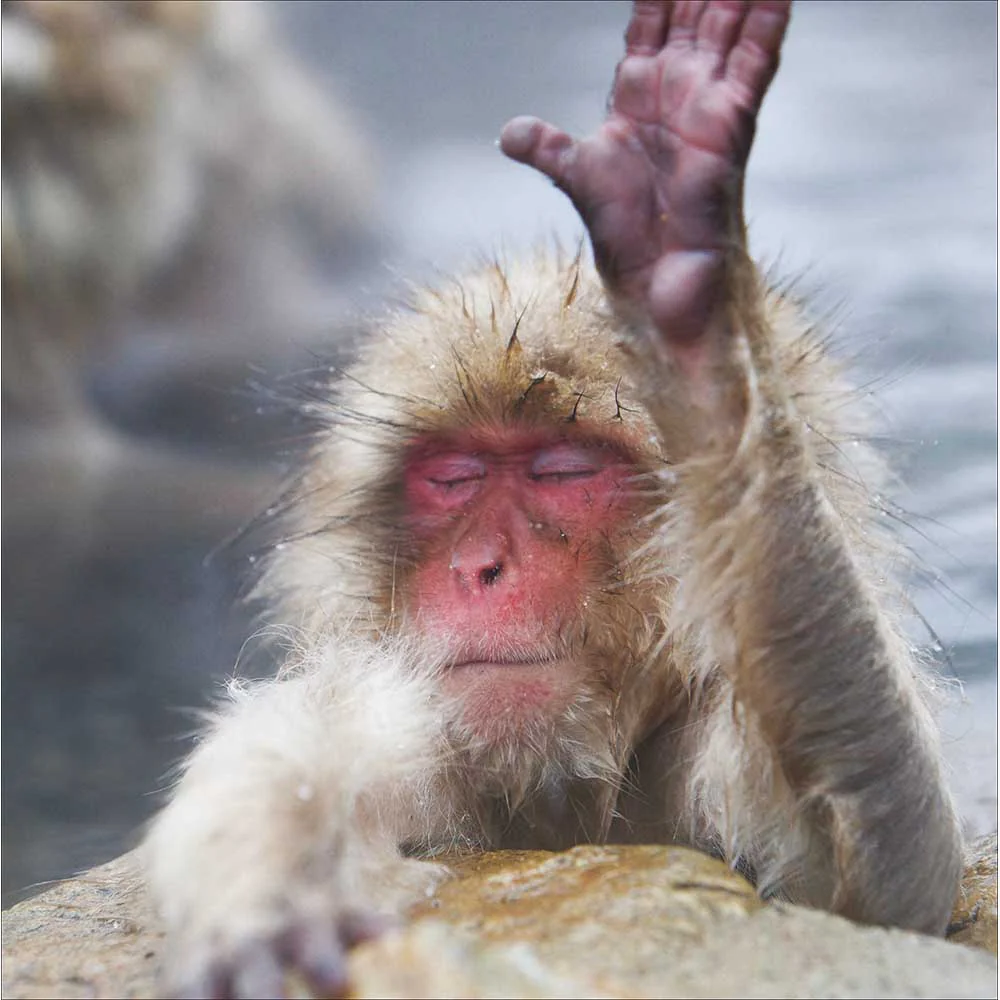 Monkeying Around Card