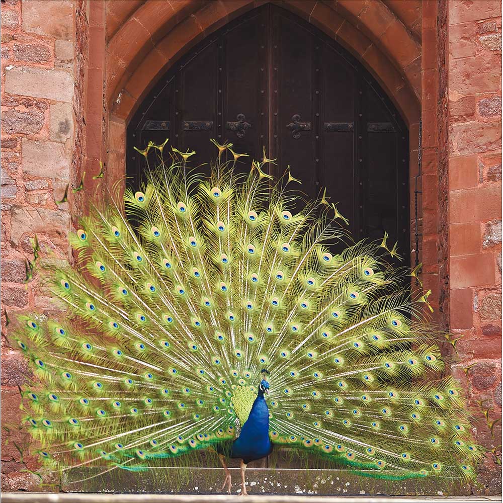 Peacock At Powis Castle Card